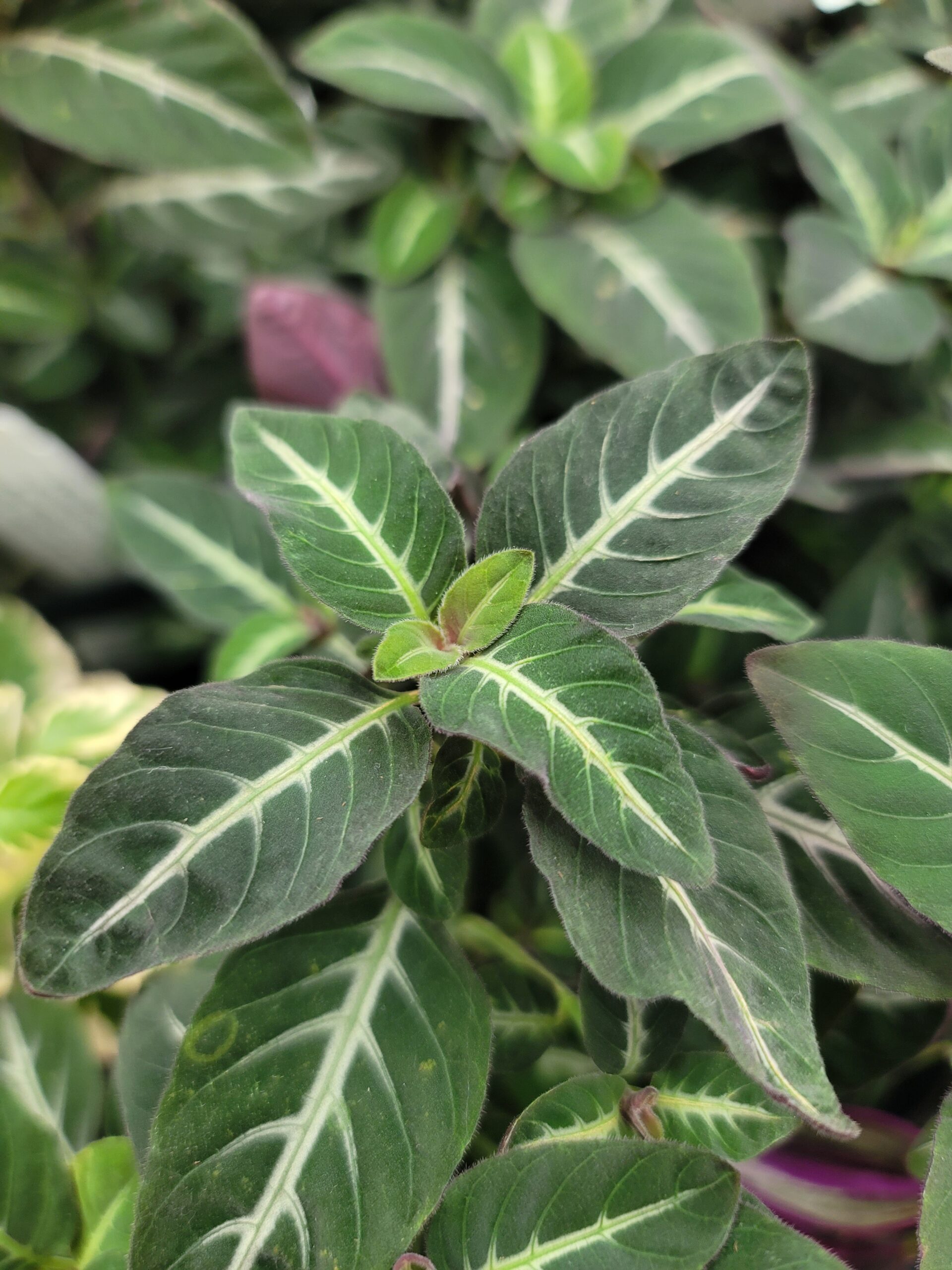 Ruellia makoyana 'Trailing Velvet plant' - Image 2