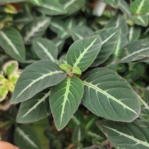 Ruellia makoyana 'Trailing Velvet plant'