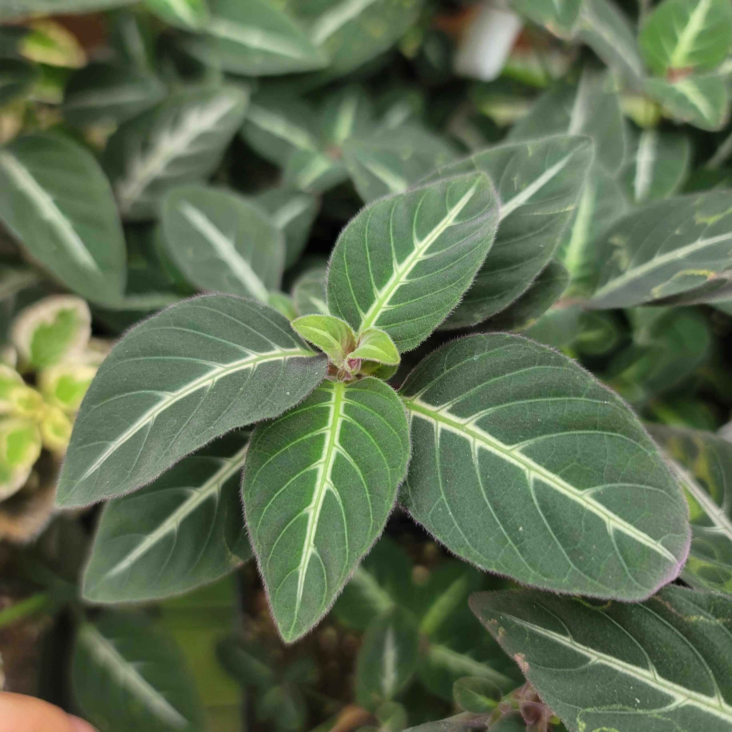 Ruellia makoyana 'Trailing Velvet plant'