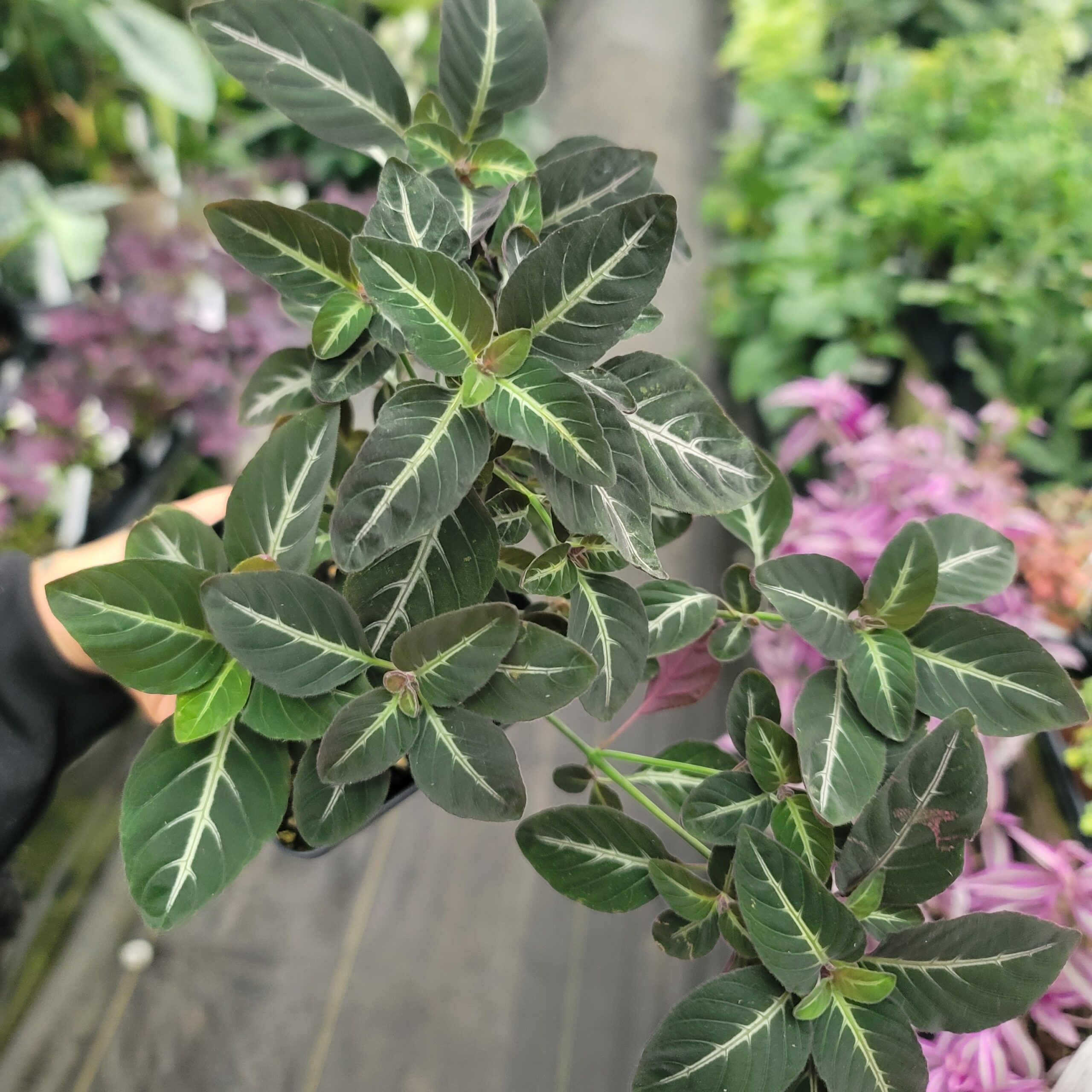 Ruellia makoyana 'Trailing Velvet plant' - Image 3