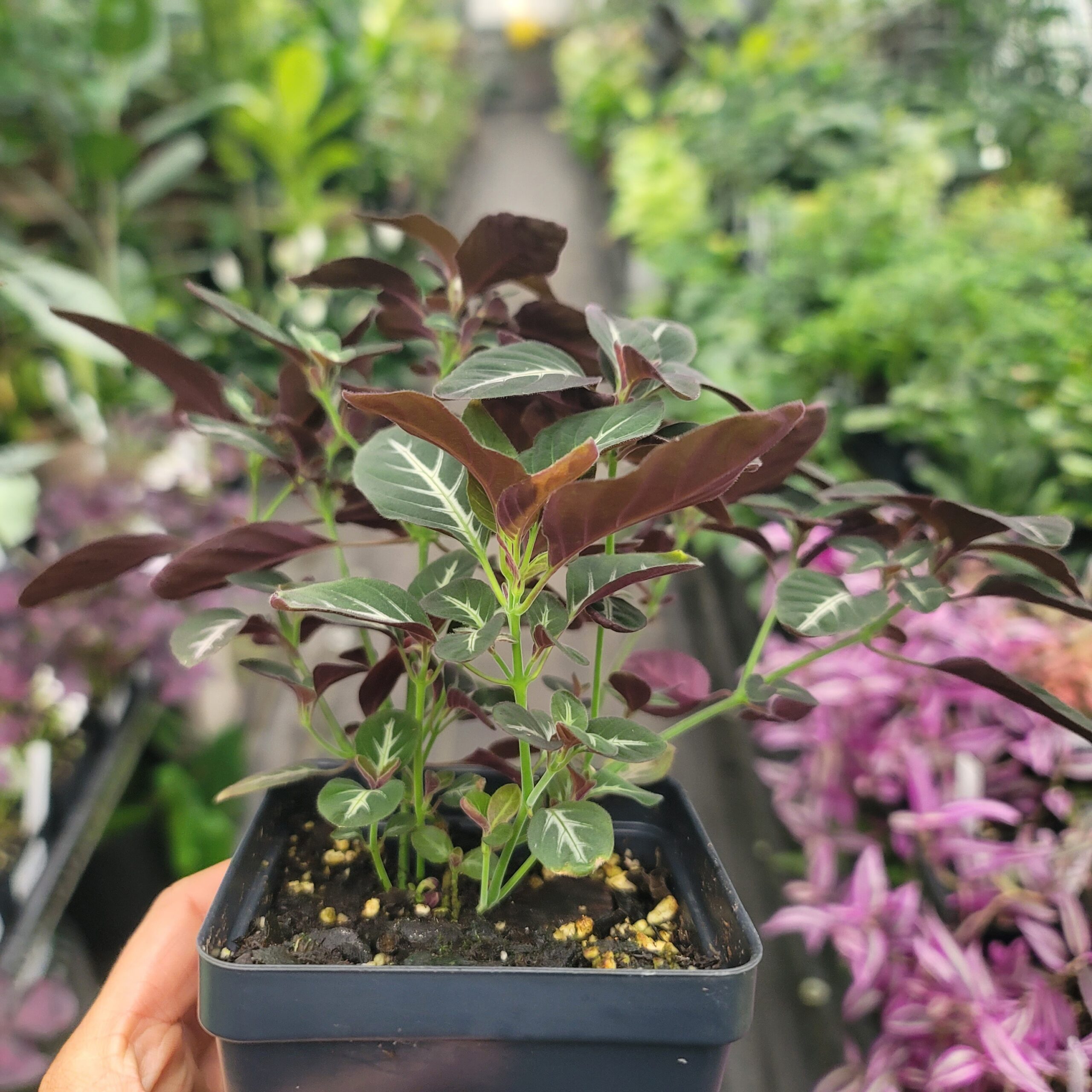 Ruellia makoyana 'Trailing Velvet plant' - Image 4