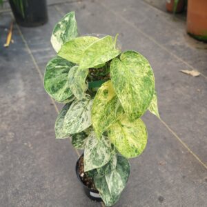 Scindapsus 'Halimoon'