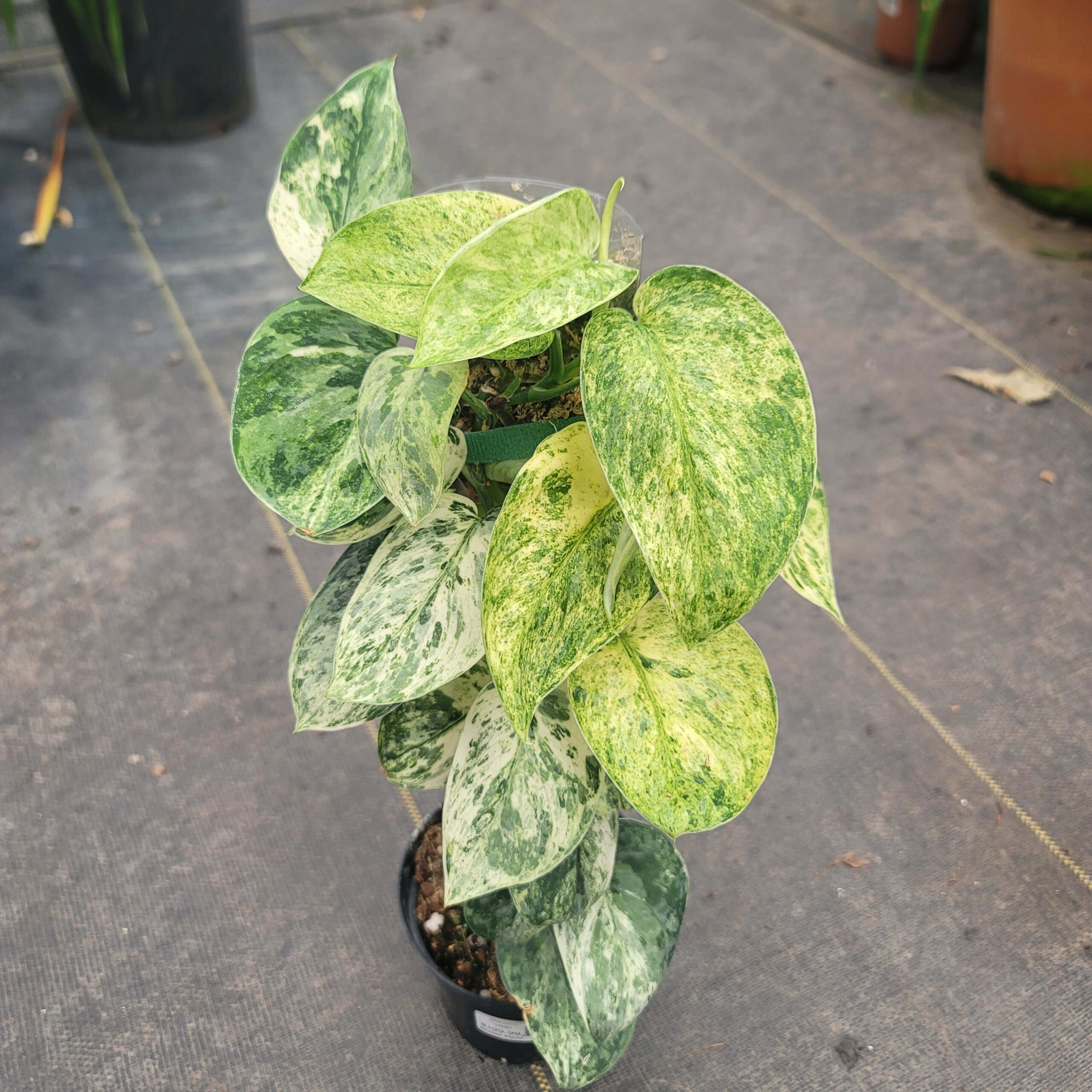 Scindapsus 'Halimoon'