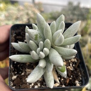 Senecio haworthii 'Woolly senecio'