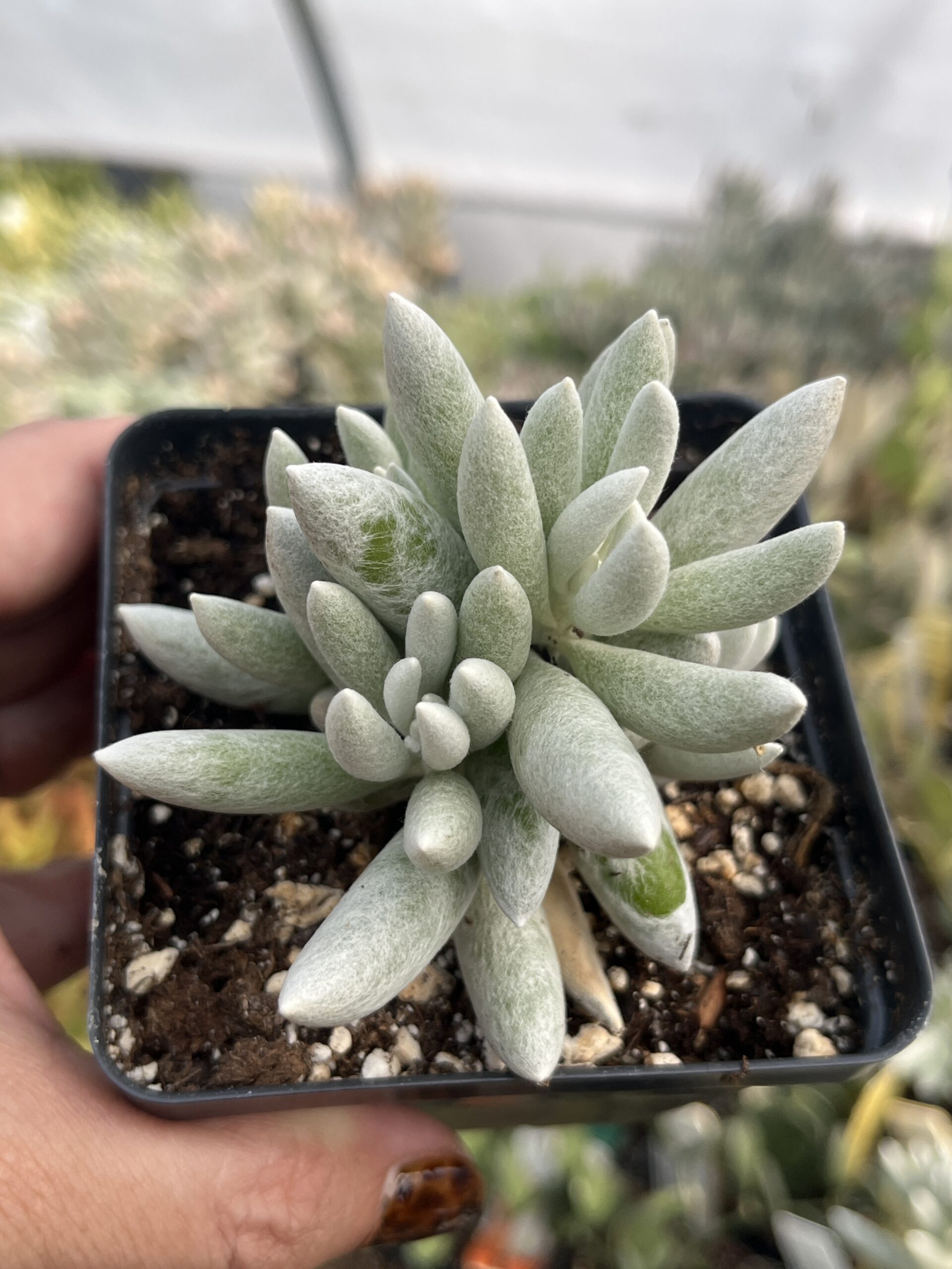 Senecio haworthii 'Woolly senecio'