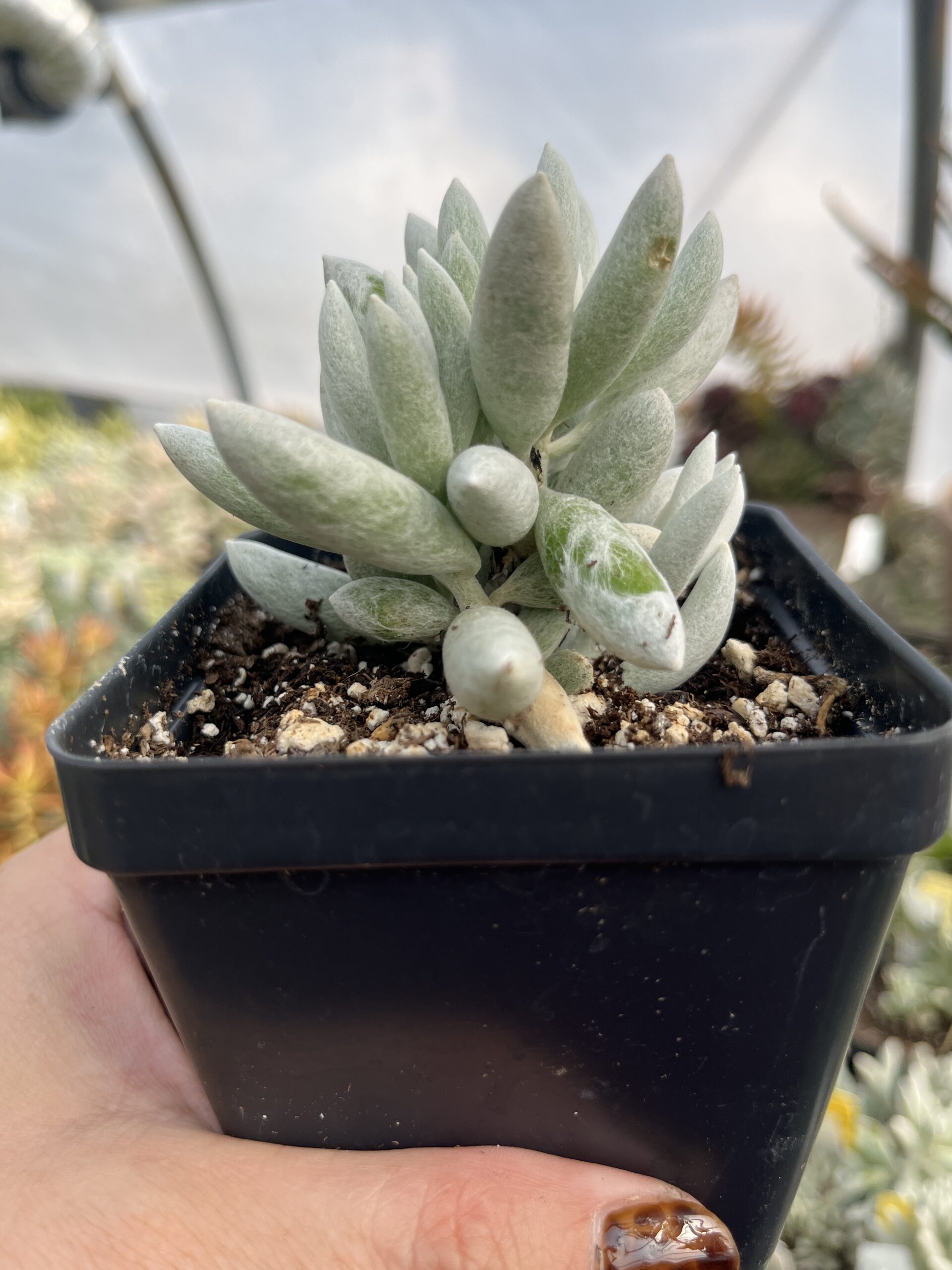 Senecio haworthii 'Woolly senecio' - Image 3