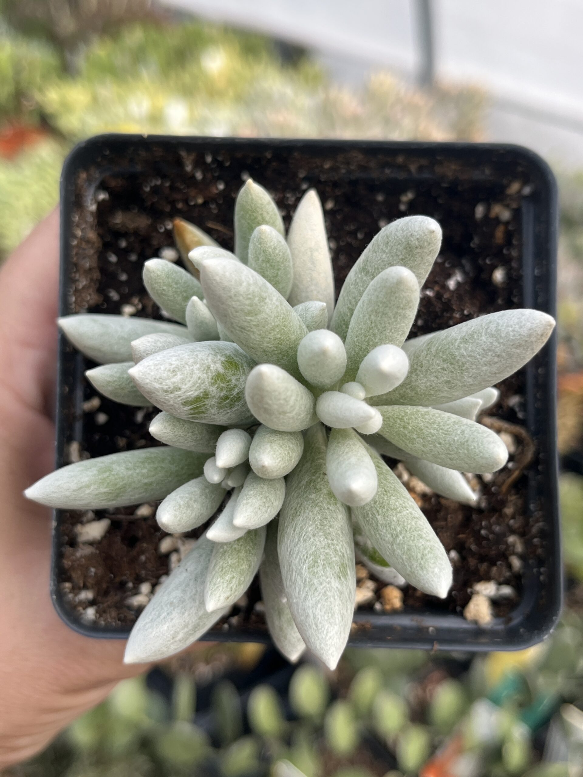 Senecio haworthii 'Woolly senecio' - Image 2