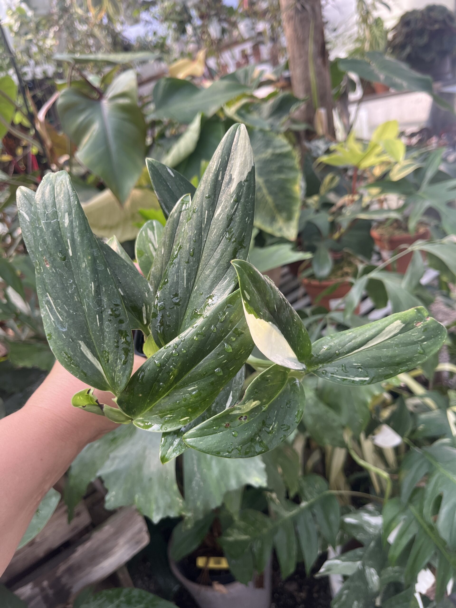 Monstera standleyana variegated - Image 3