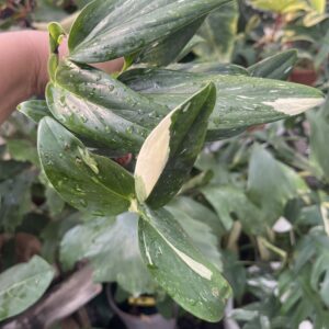 Monstera standleyana variegated