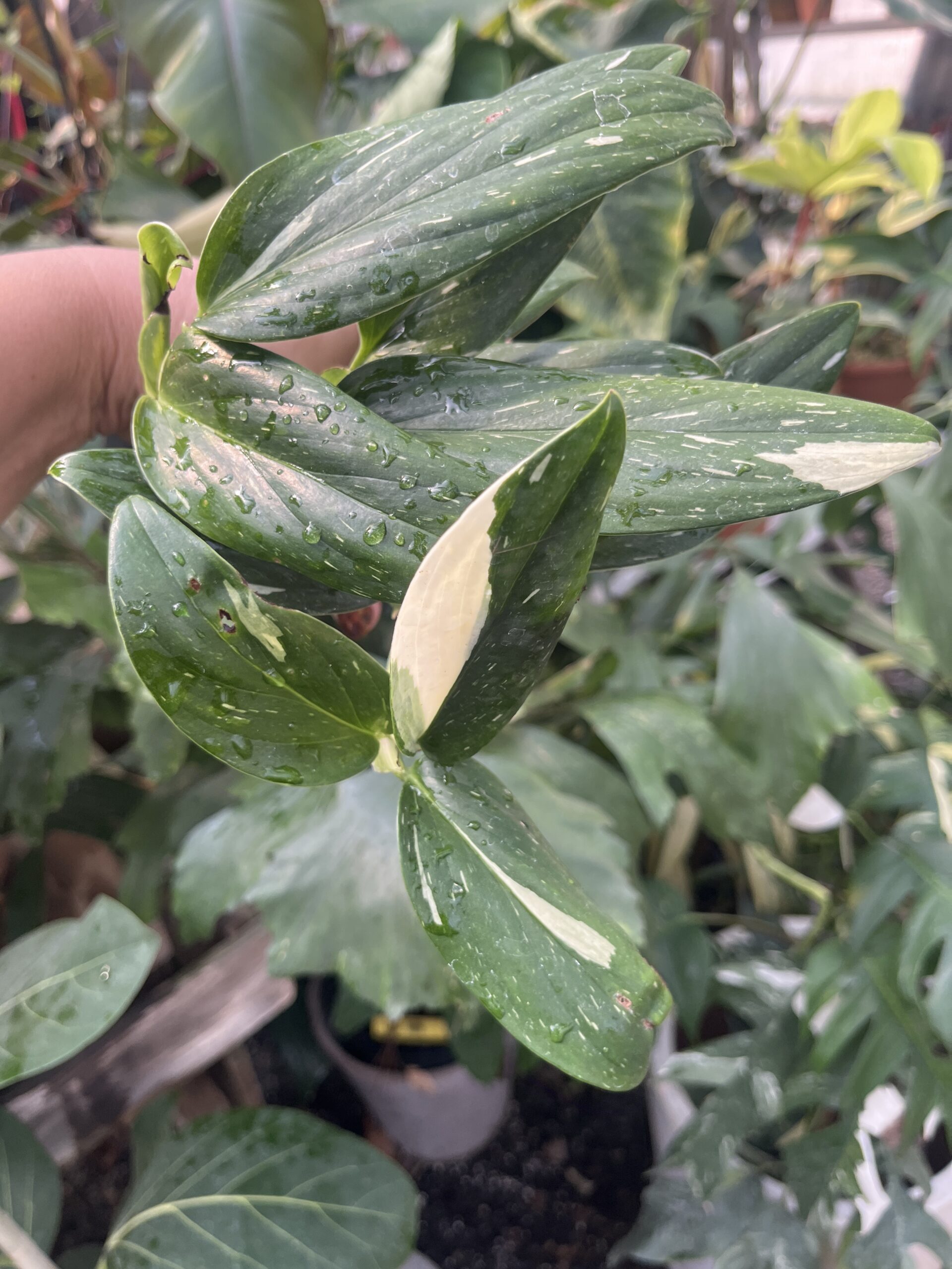 Monstera standleyana variegated