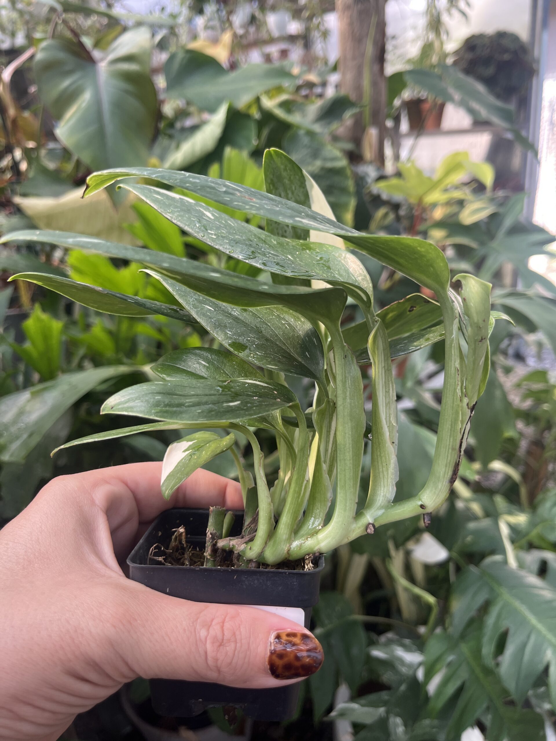 Monstera standleyana variegated - Image 2