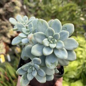 Tiscalatengo Gorge Sedum (Sedum clavatum)