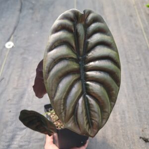 Alocasia cuprea