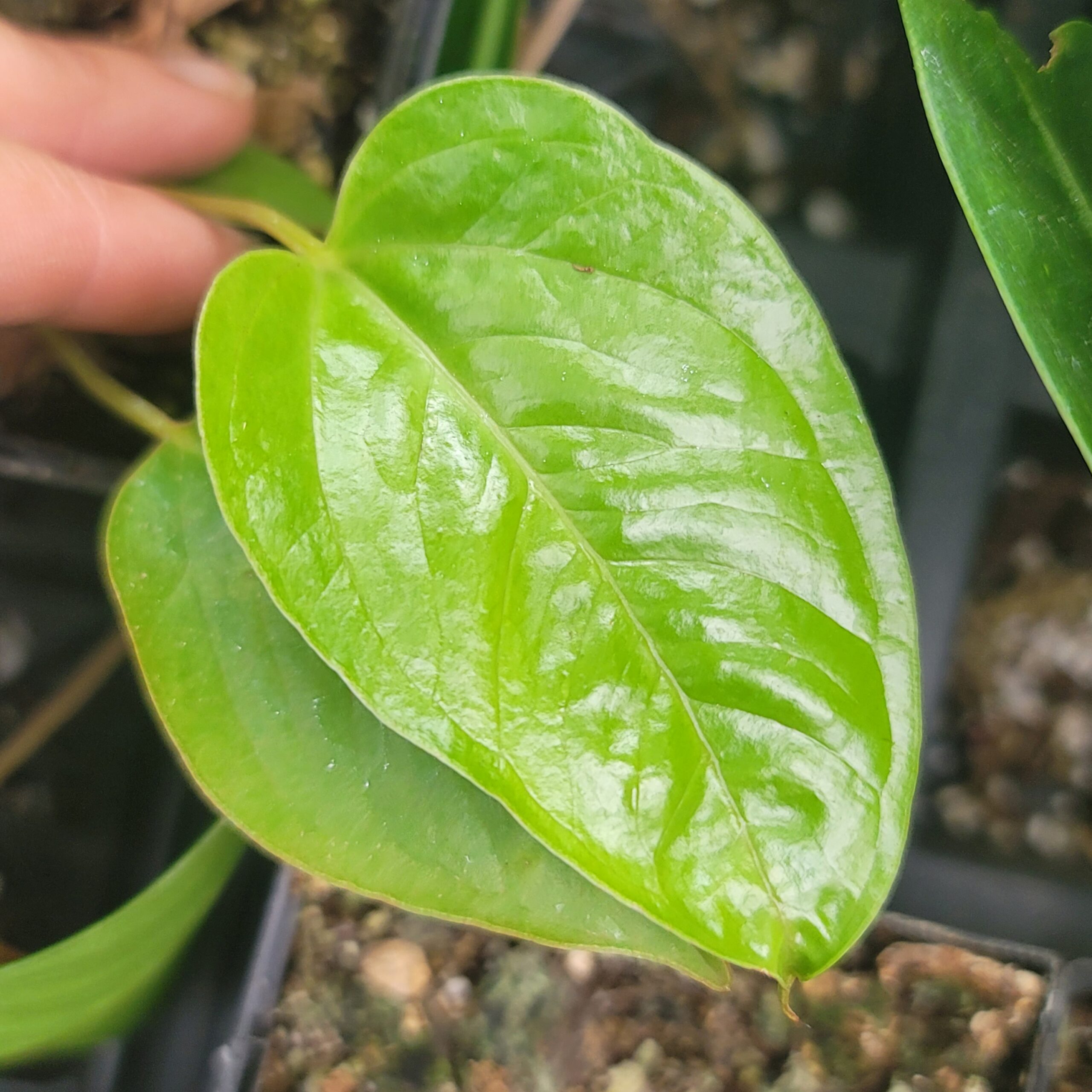 Anthurium brownii - Image 3