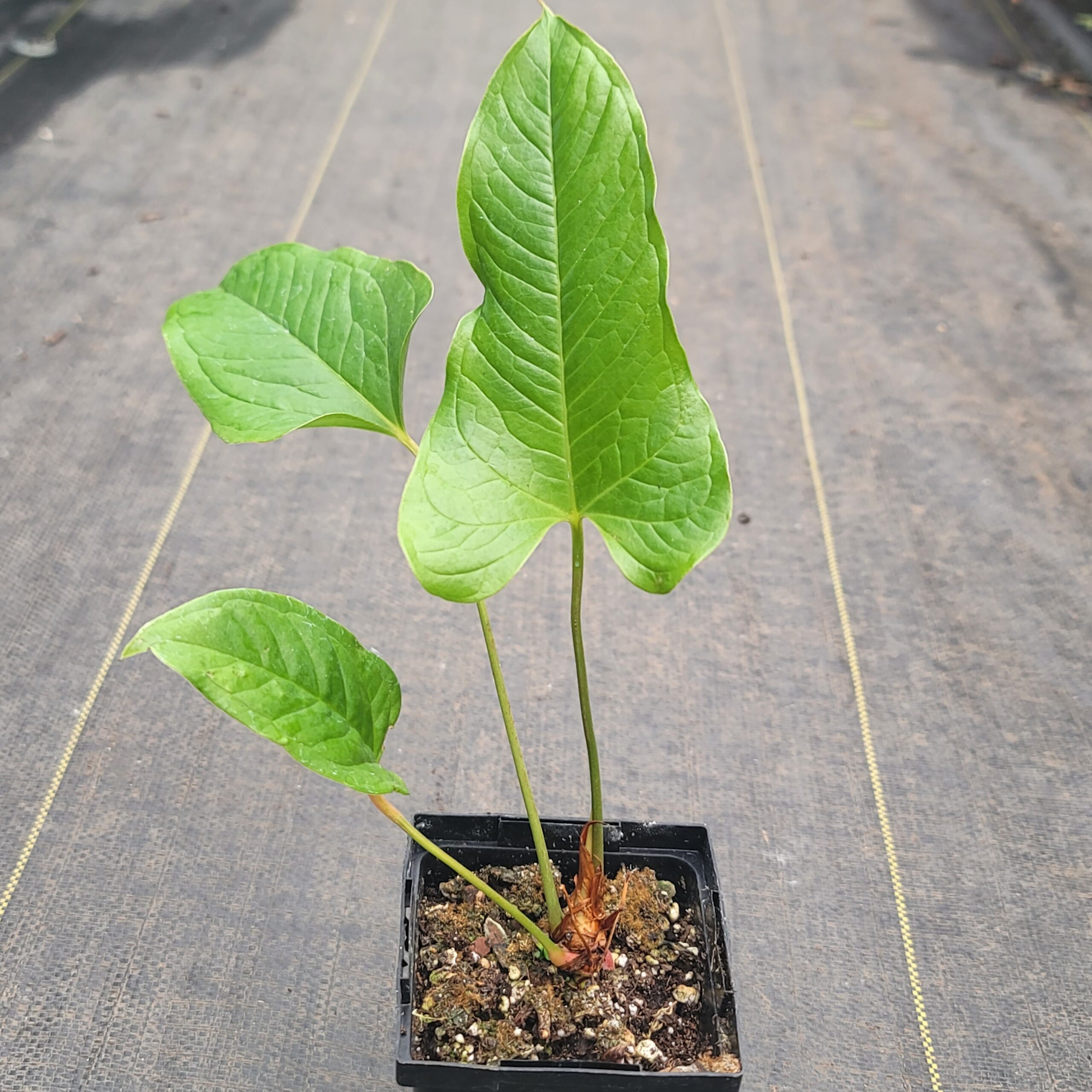 Anthurium brownii - Image 2