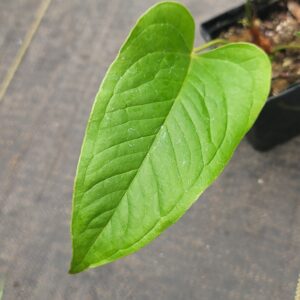Anthurium brownii
