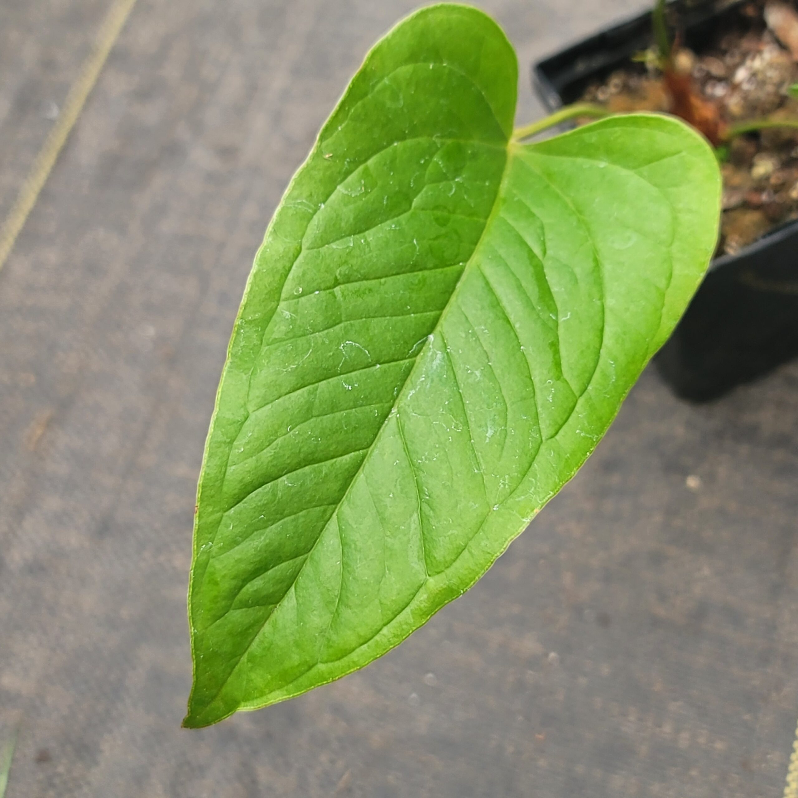 Anthurium brownii