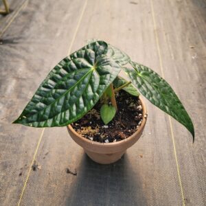 Anthurium HYBRID: Doc Block 'Michelle' x Luxurians