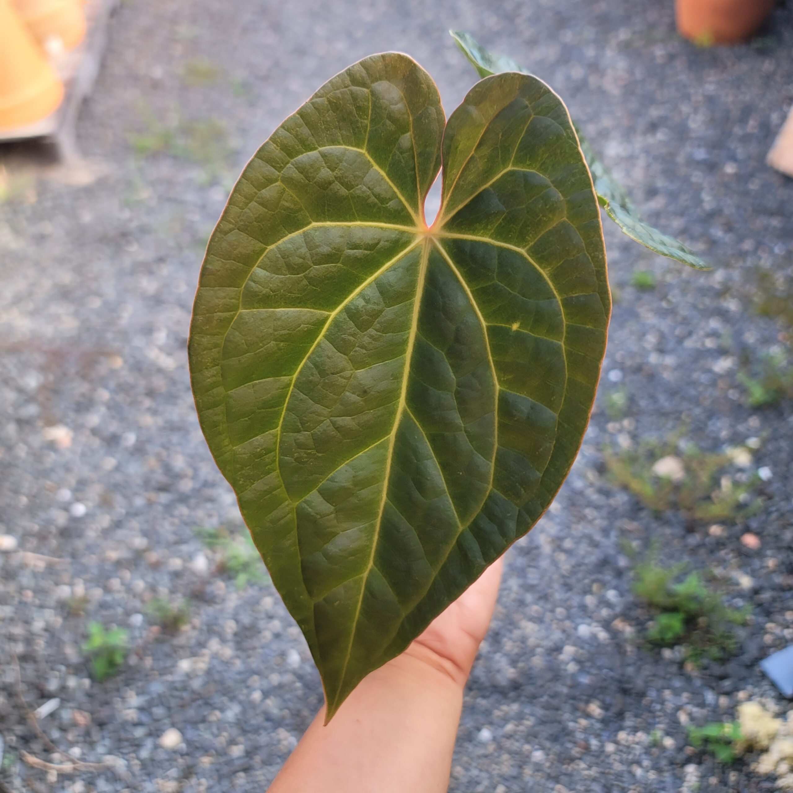 Anthurium HYBRID: Doc Block 'Michelle' x Luxurians - Image 2