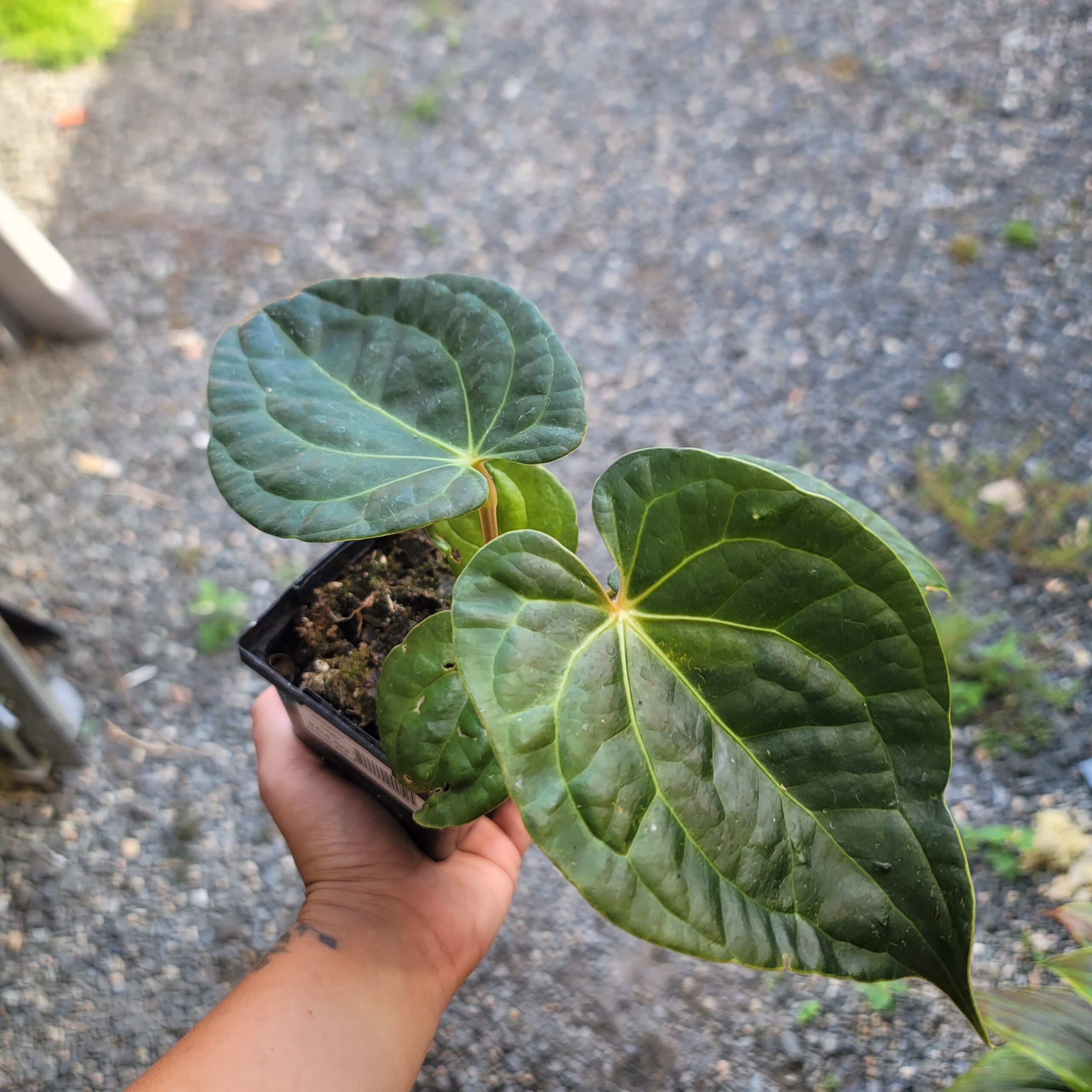 Anthurium HYBRID: Doc Block 'Michelle' x Luxurians - Image 3