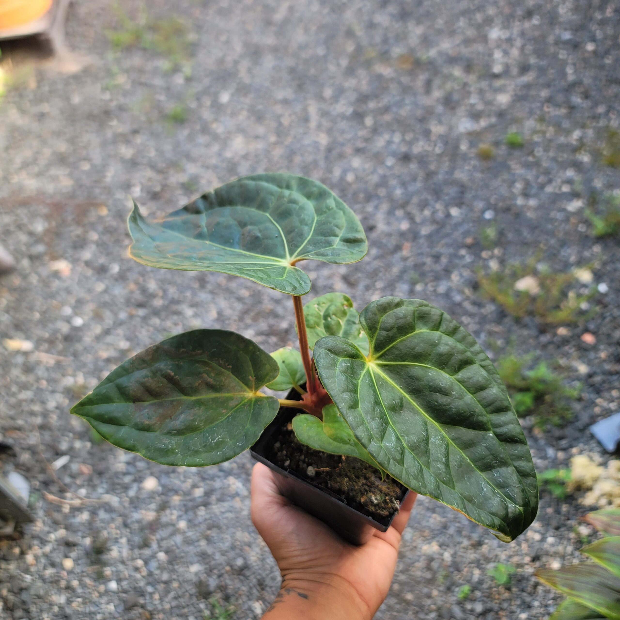 Anthurium HYBRID: Doc Block 'Michelle' x Luxurians - Image 4