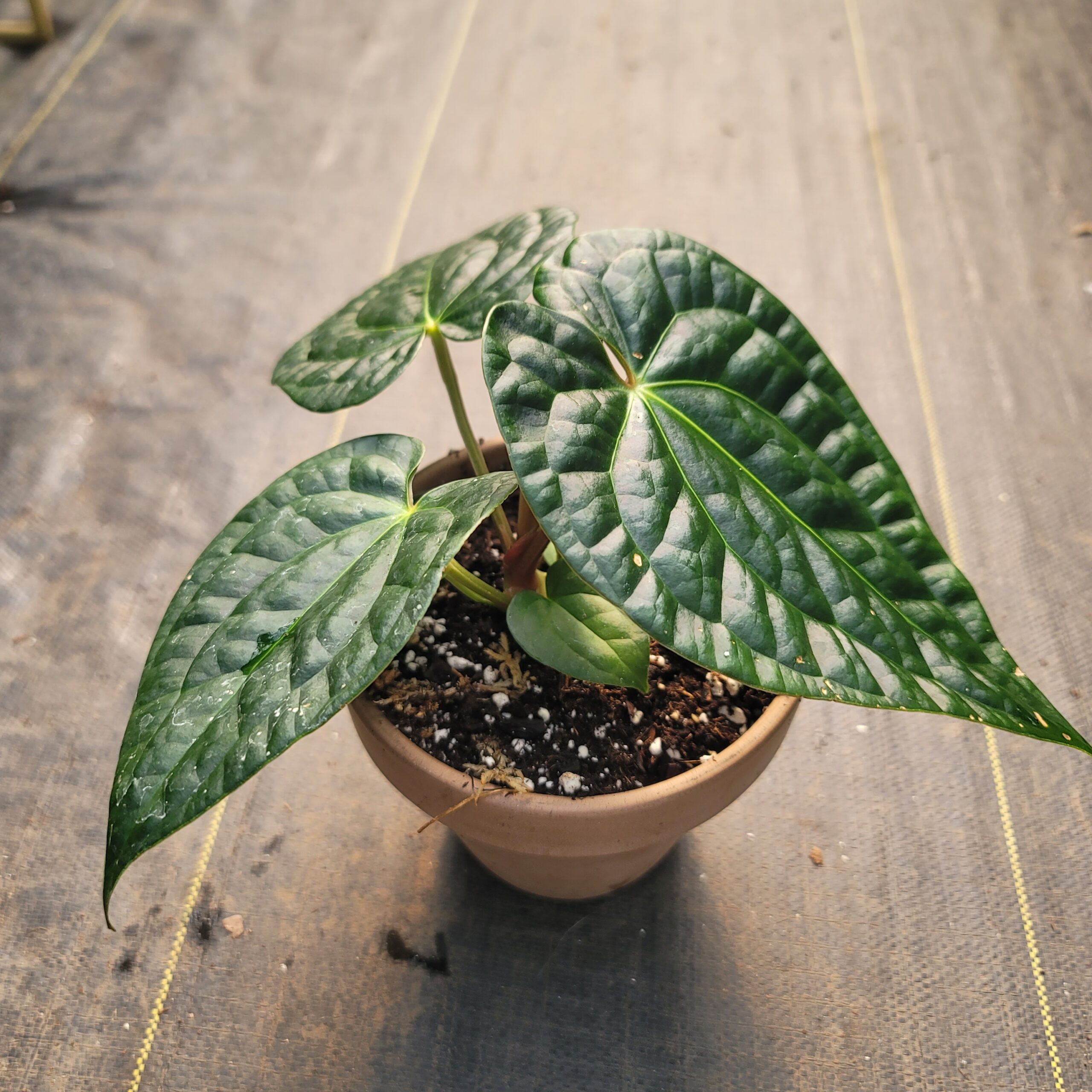 Anthurium HYBRID: Doc Block 'Michelle' x Luxurians - Image 5