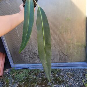 Anthurium coriaceum