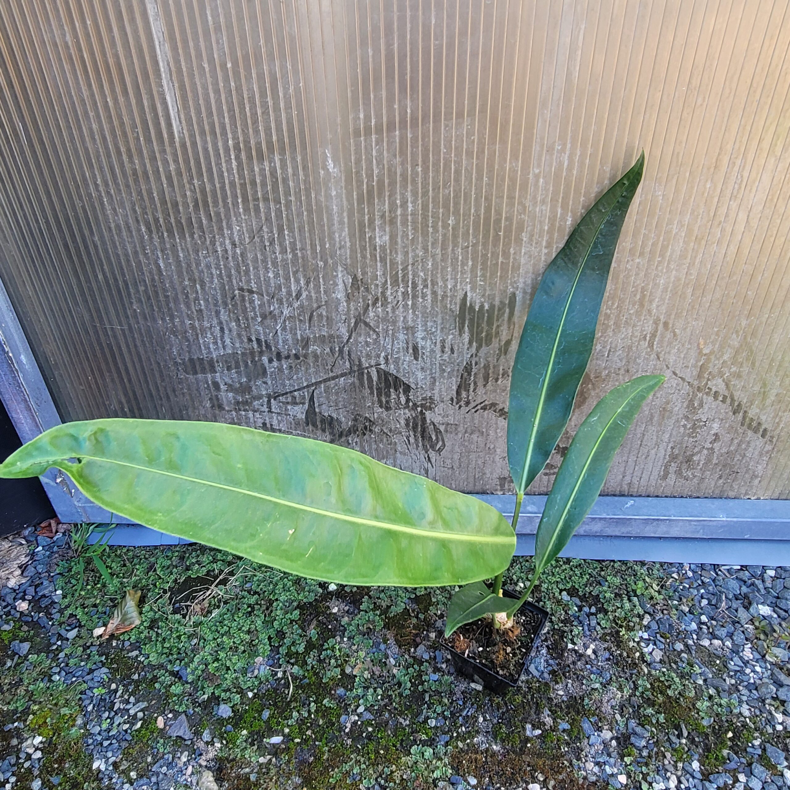 Anthurium coriaceum - Image 2