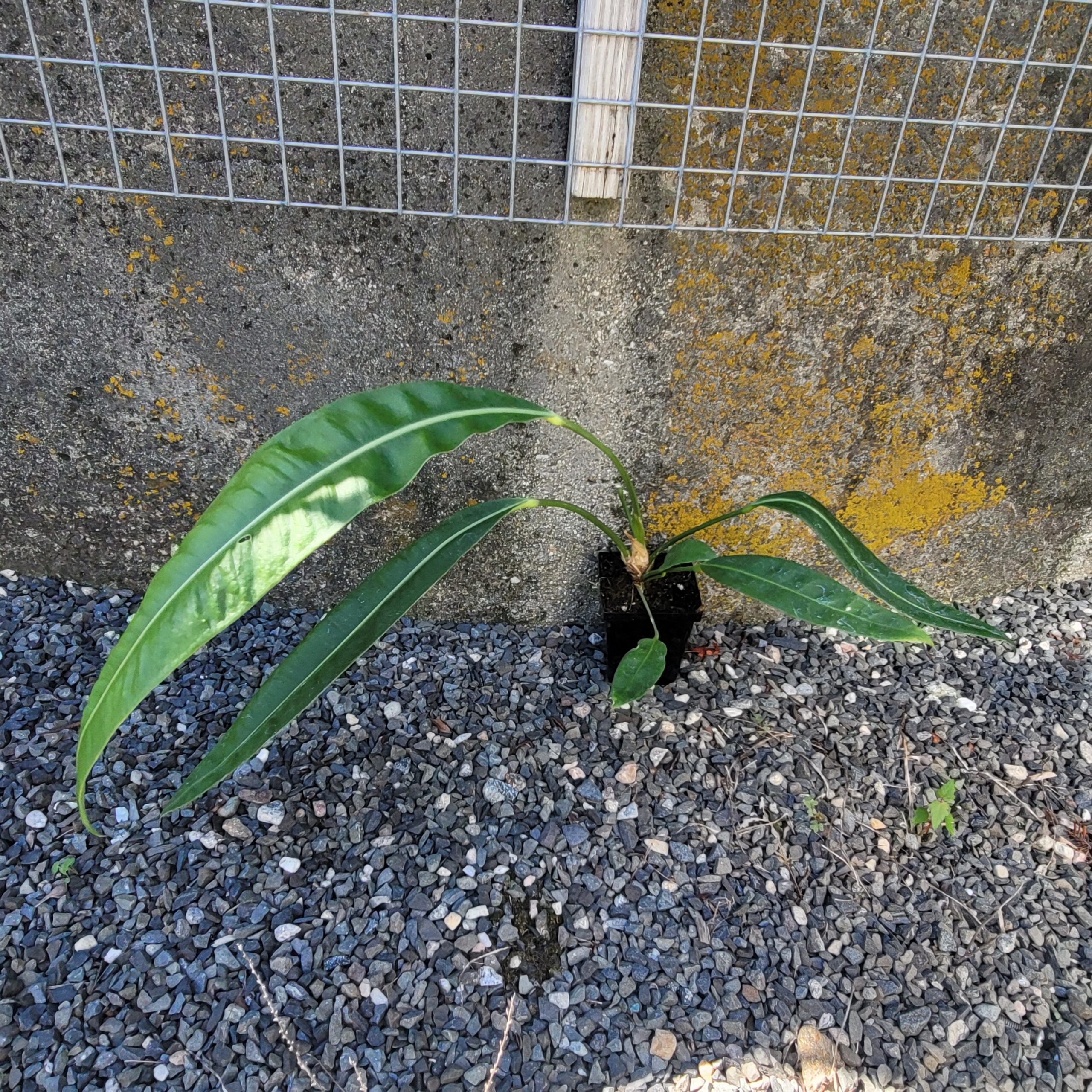 Anthurium coriaceum - Image 3