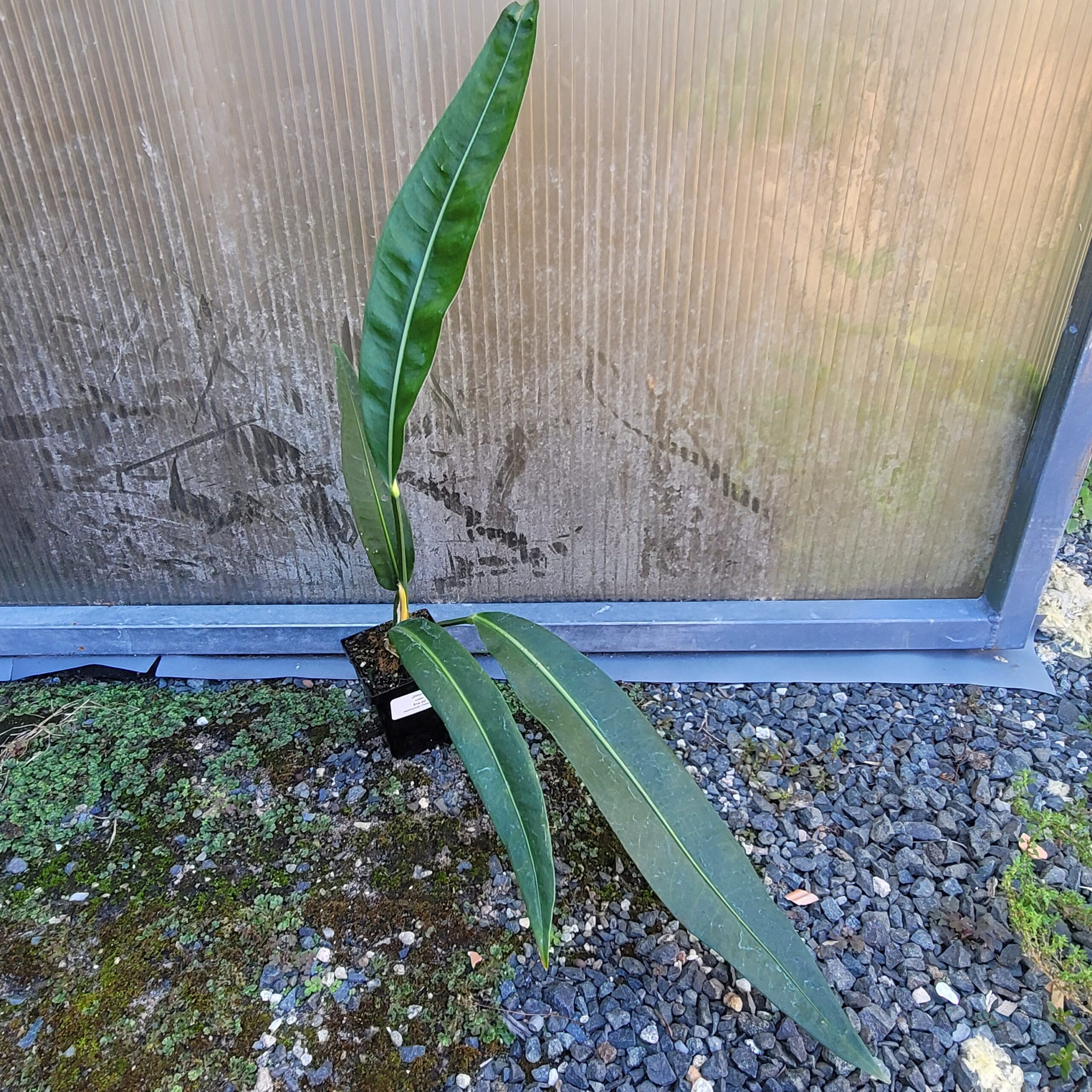 Anthurium coriaceum - Image 4