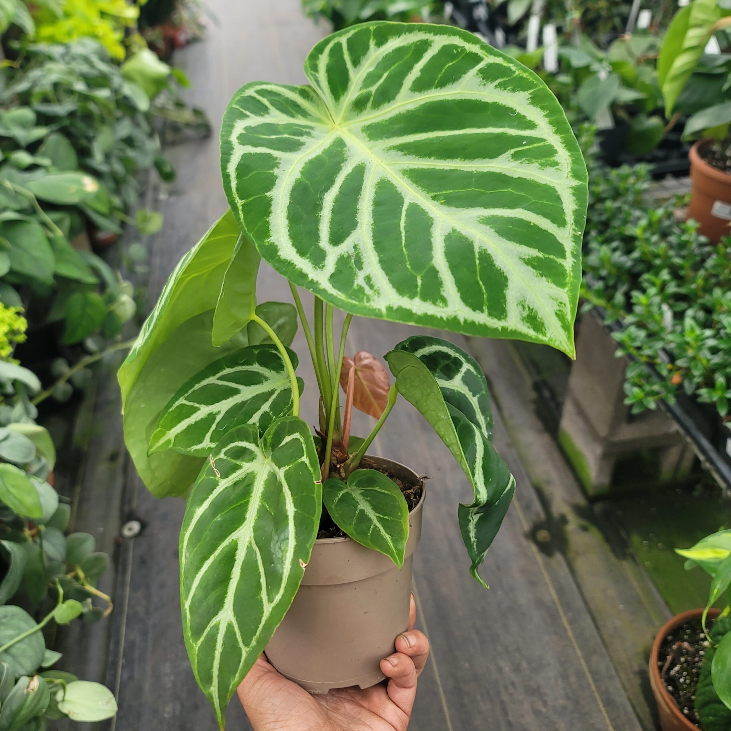Anthurium hybrid (velvet leaf) - Image 2