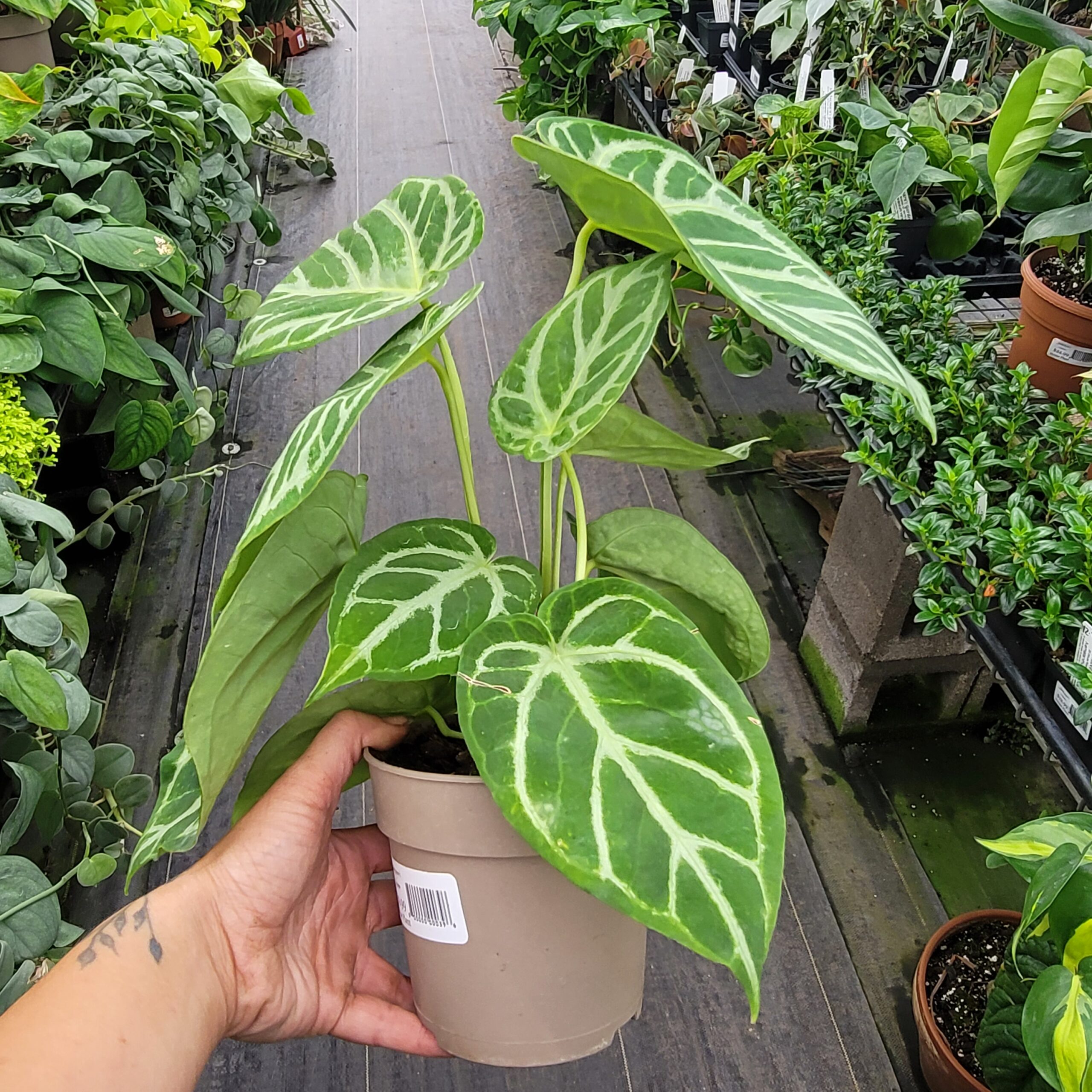 Anthurium hybrid (velvet leaf) - Image 5
