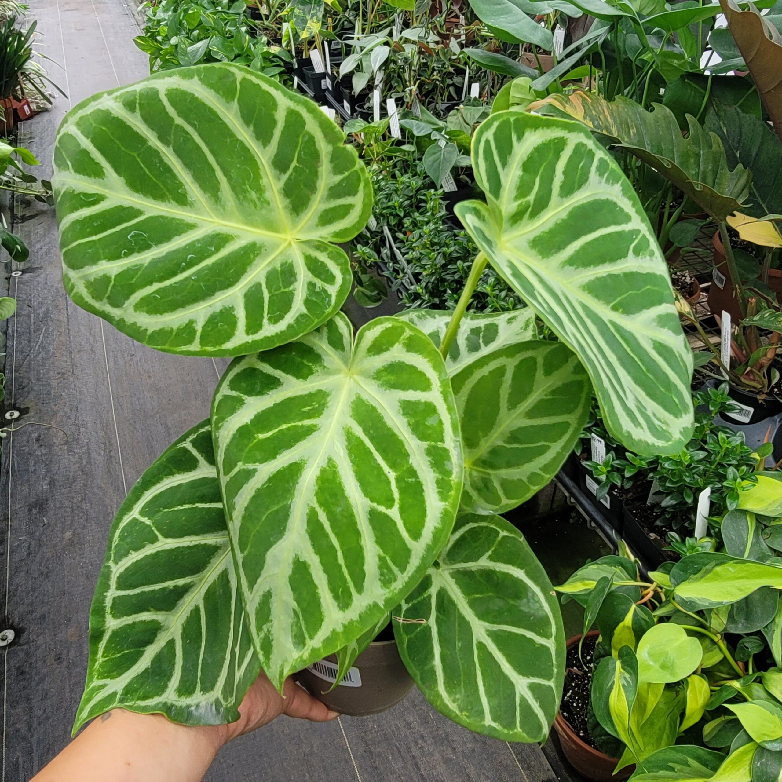 Anthurium hybrid (velvet leaf) - Image 4