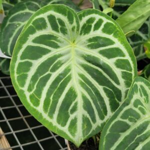 Anthurium hybrid (velvet leaf)