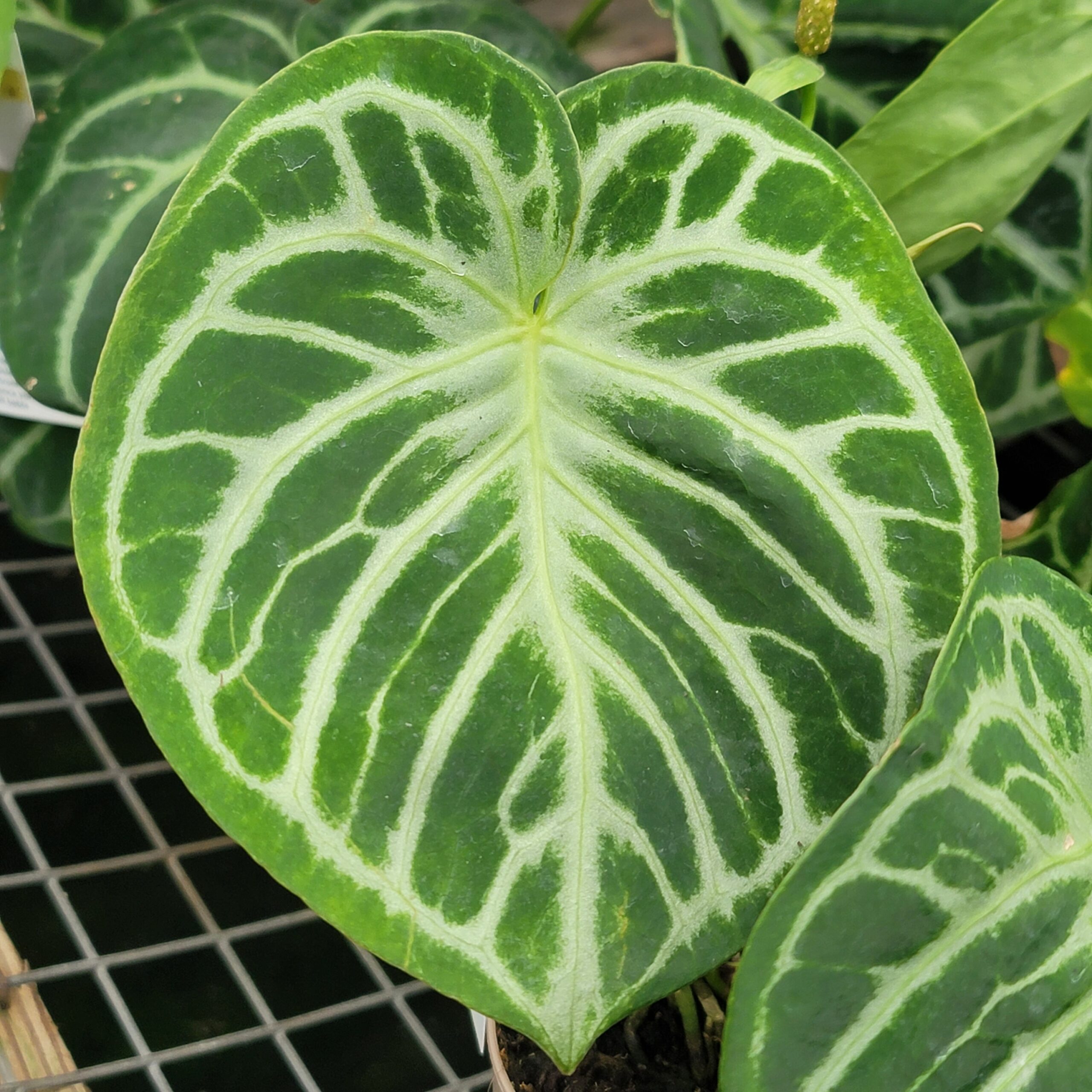 Anthurium hybrid (velvet leaf)