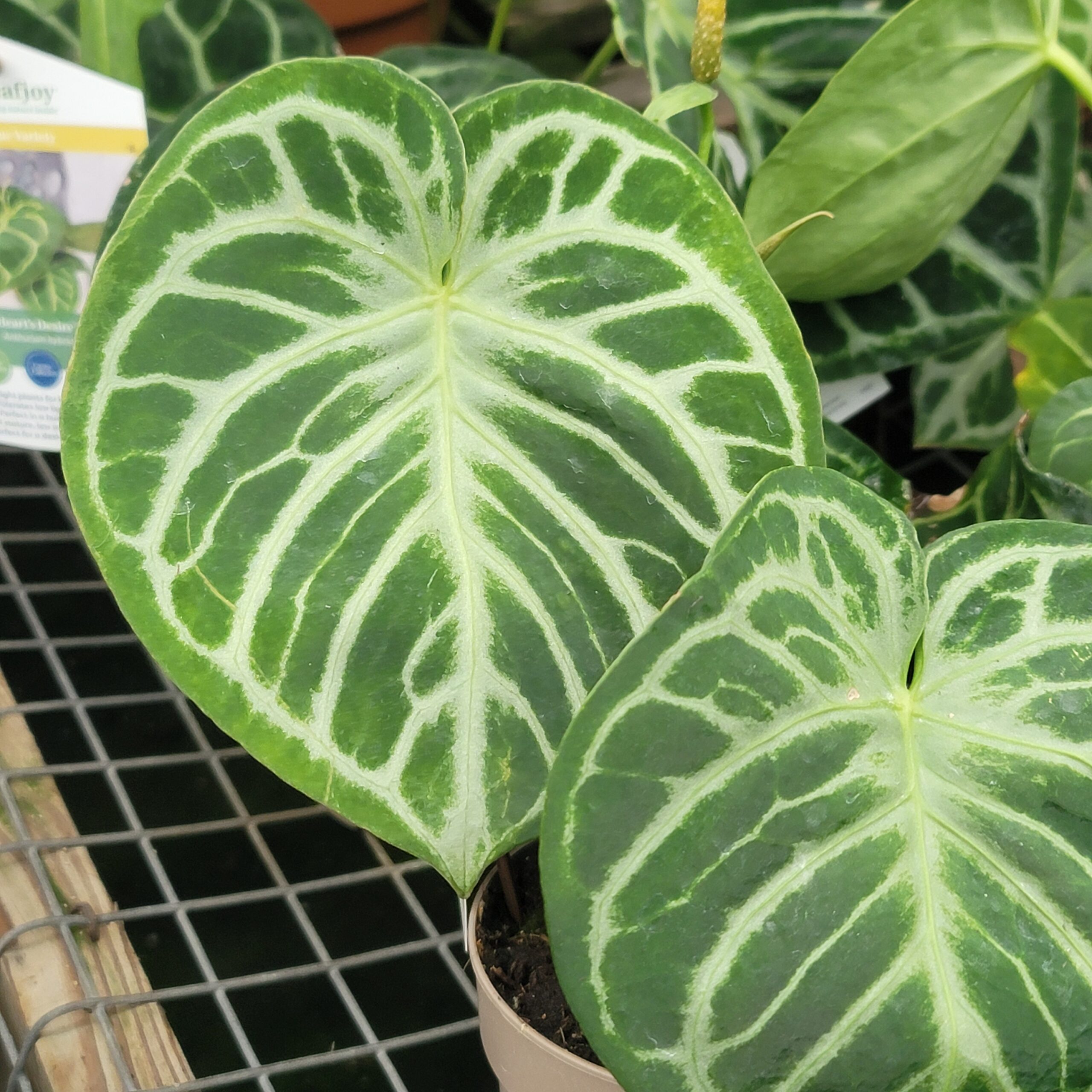 Anthurium hybrid (velvet leaf) - Image 3