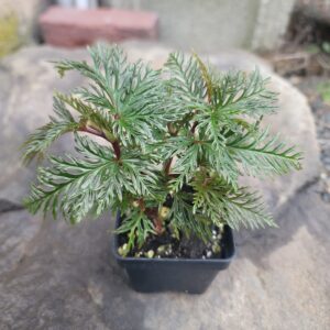 Begonia bipinnatifida 'fern leaf begonia'