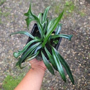 Microsorum Thailandicum 'Blue oil fern'