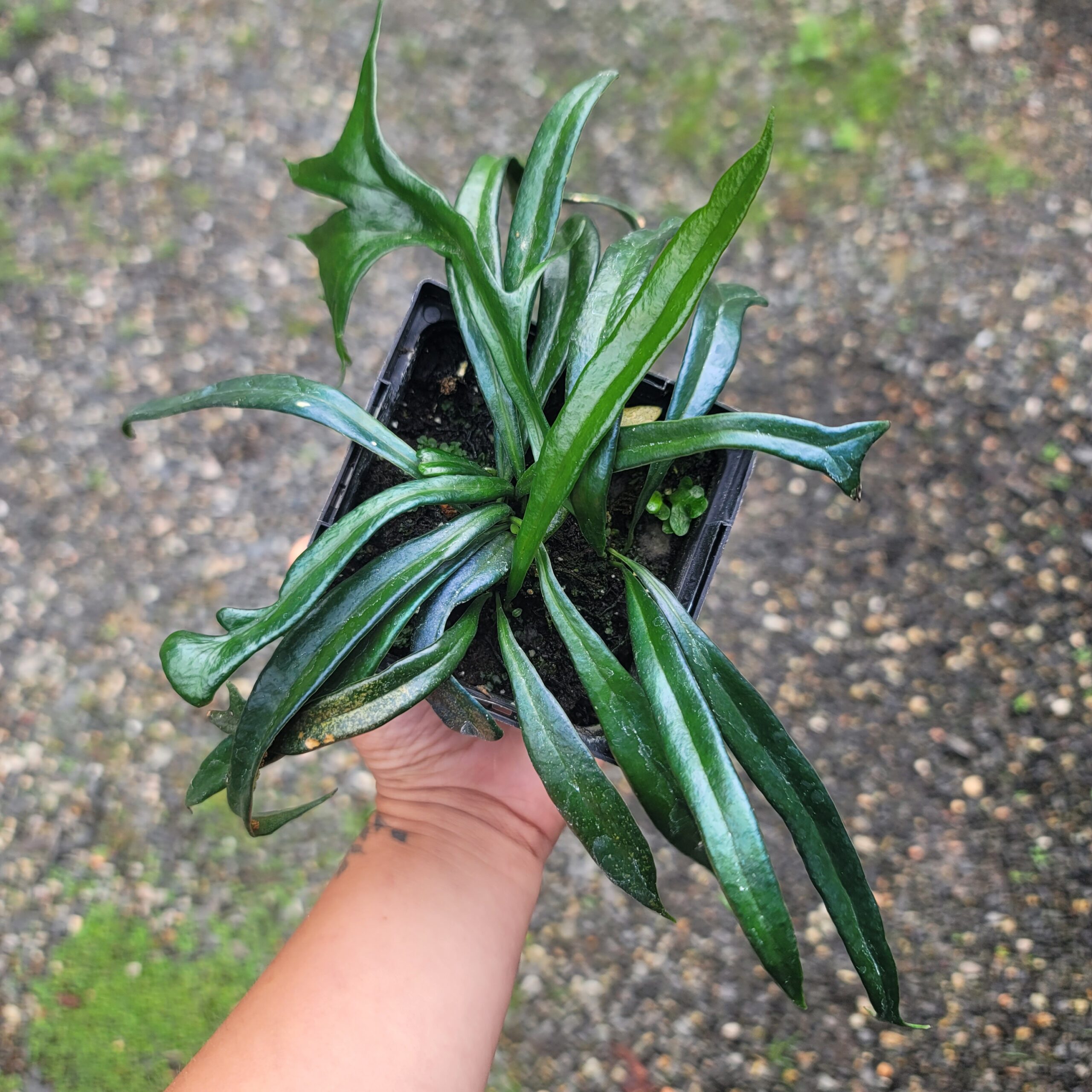 Microsorum Thailandicum 'Blue oil fern'