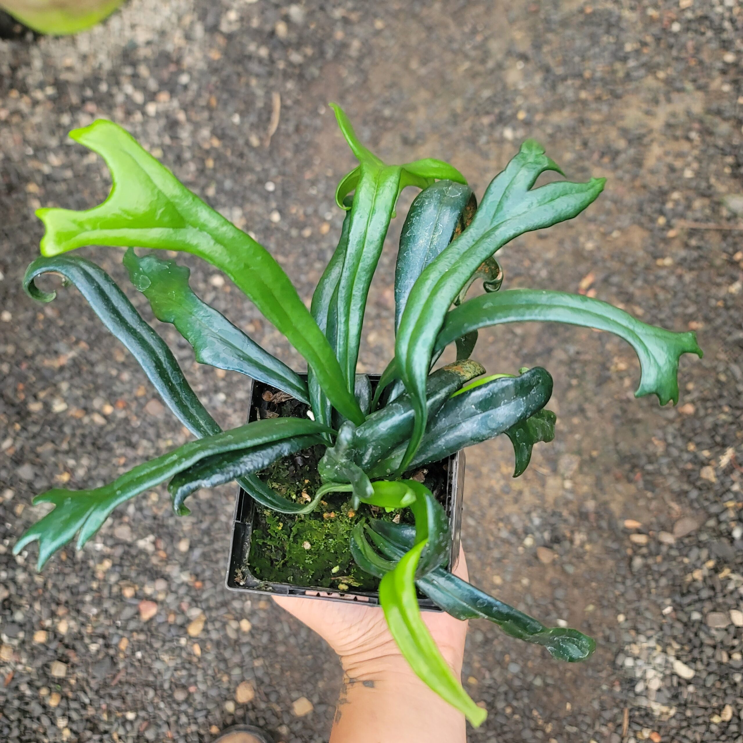 Microsorum Thailandicum 'Blue oil fern' - Image 2