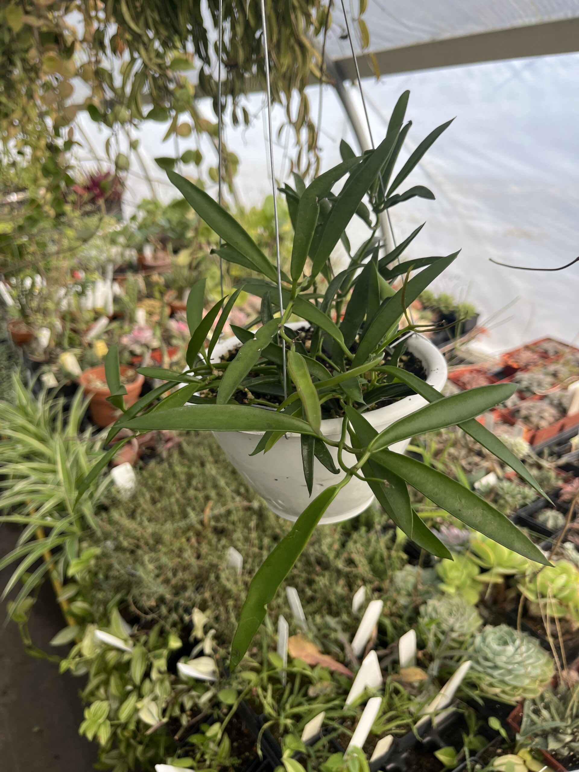 Dischidia parasitica - Image 3