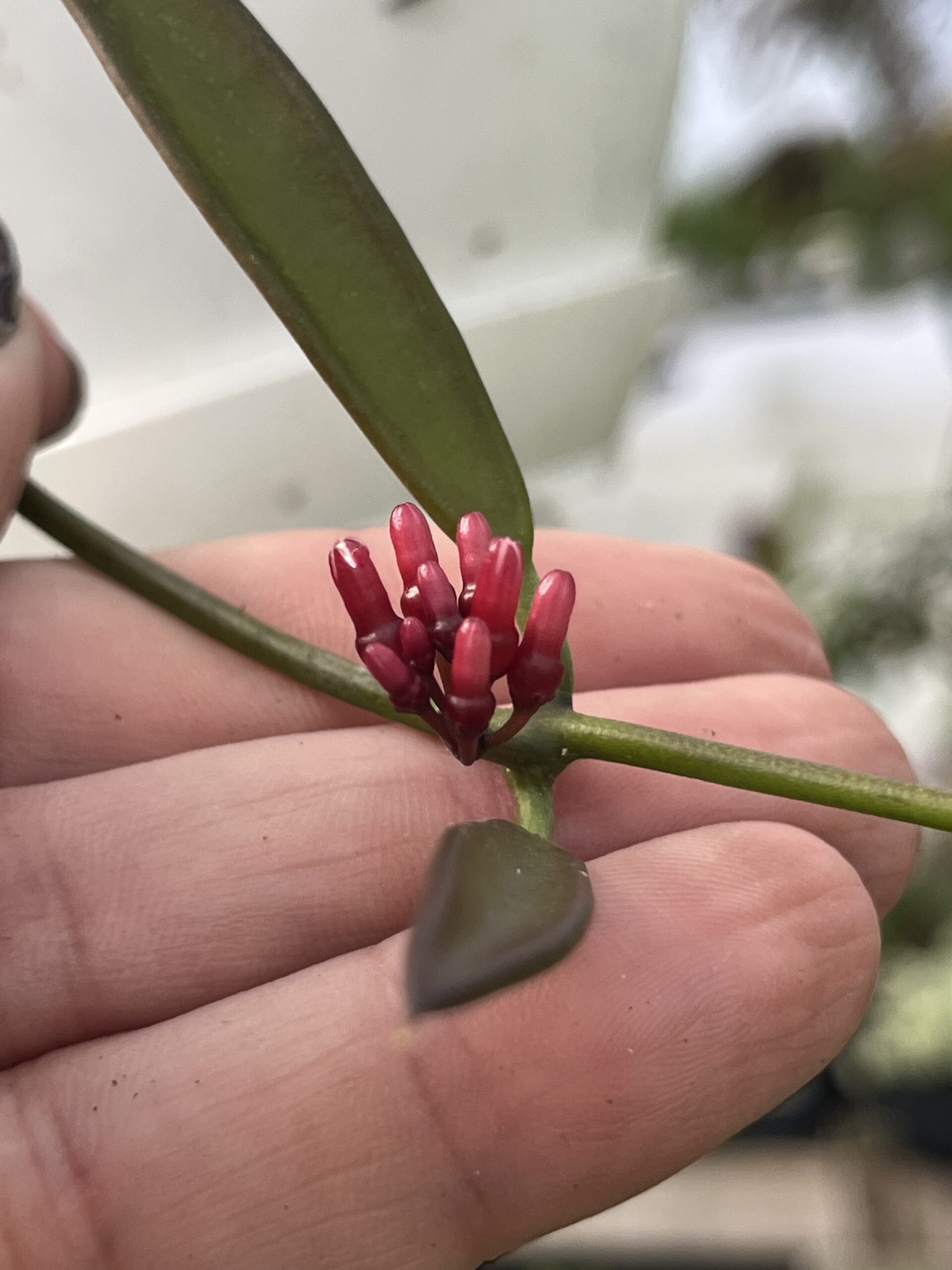 Dischidia parasitica - Image 2