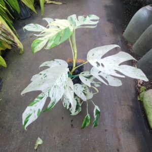 Epipremnum Pinnatum marble