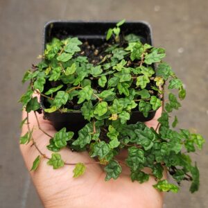 String of Frogs (Ficus pumila 'Quercifolia')