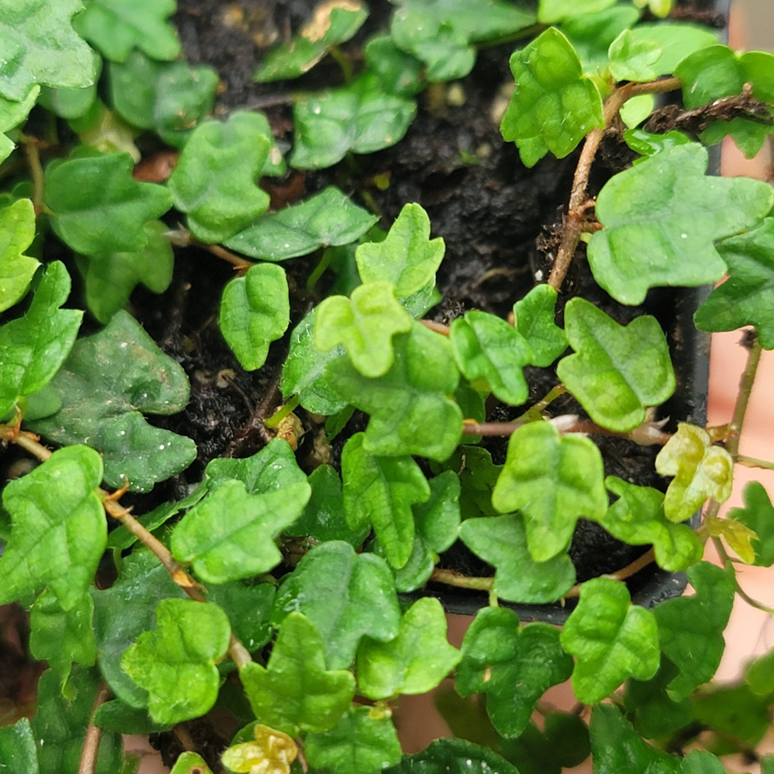String of Frogs (Ficus pumila 'Quercifolia') - Image 2