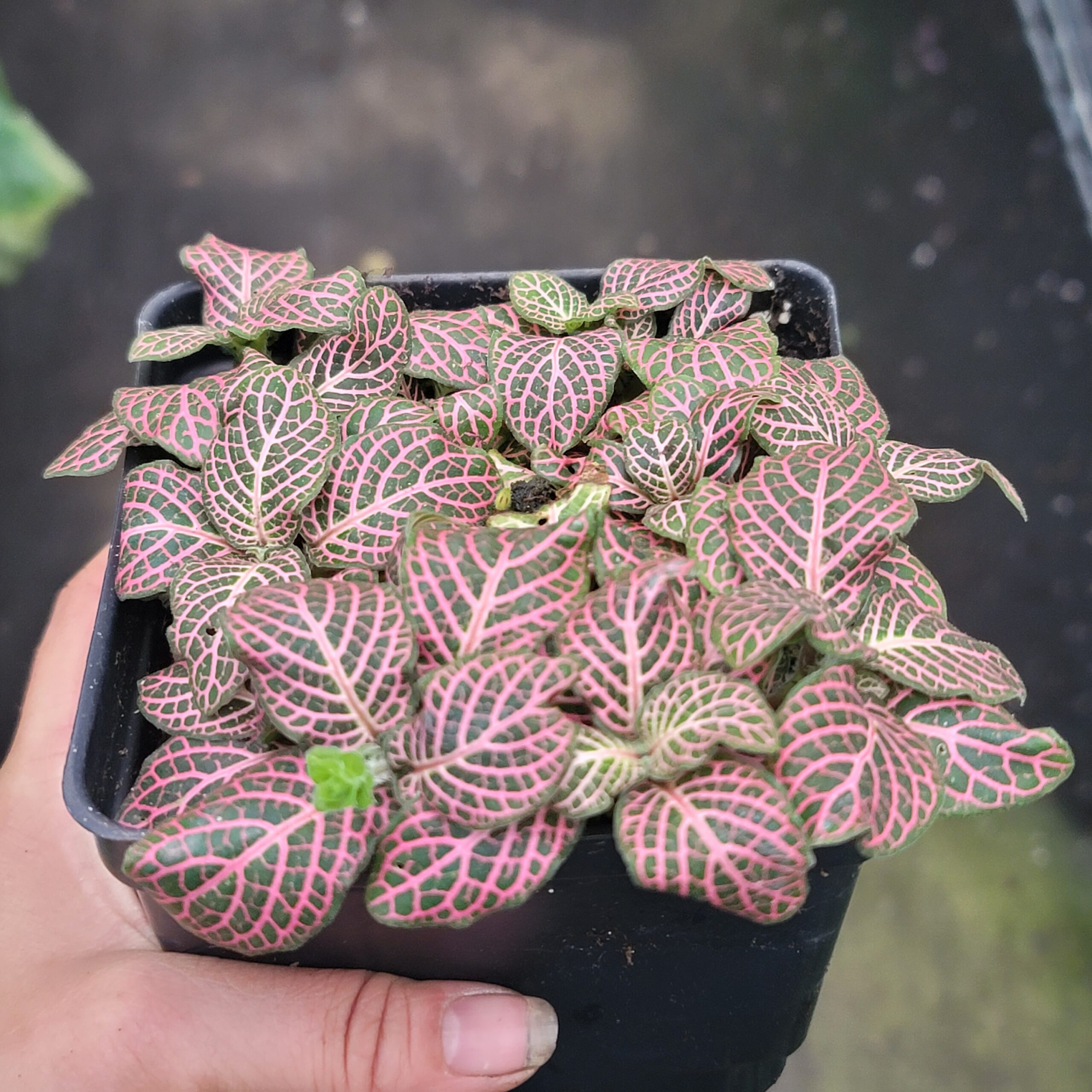 Fittonia albivenis 'pink nerve plant' - Image 3