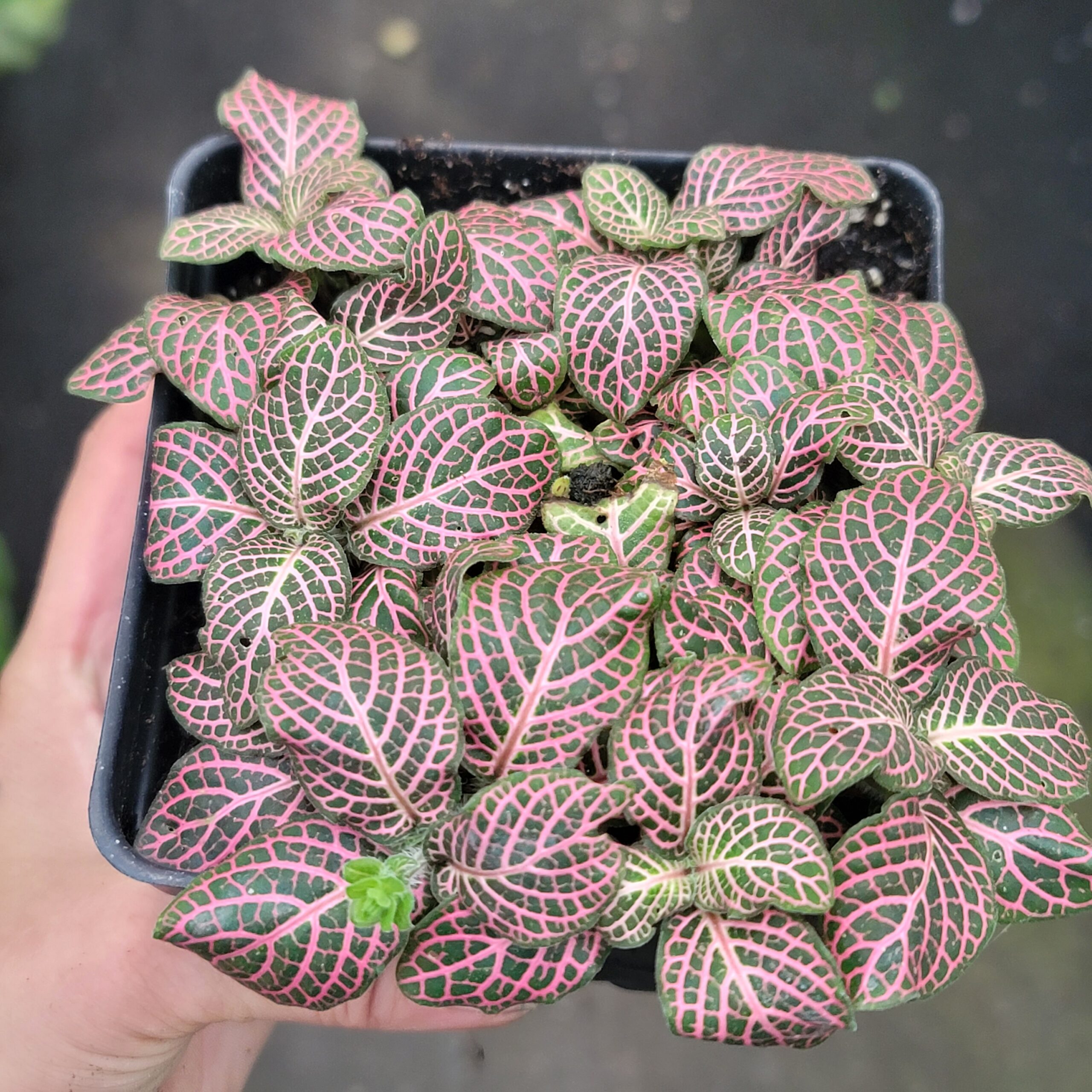 Fittonia albivenis 'pink nerve plant' - Image 2