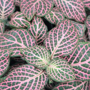 Fittonia albivenis 'pink nerve plant'