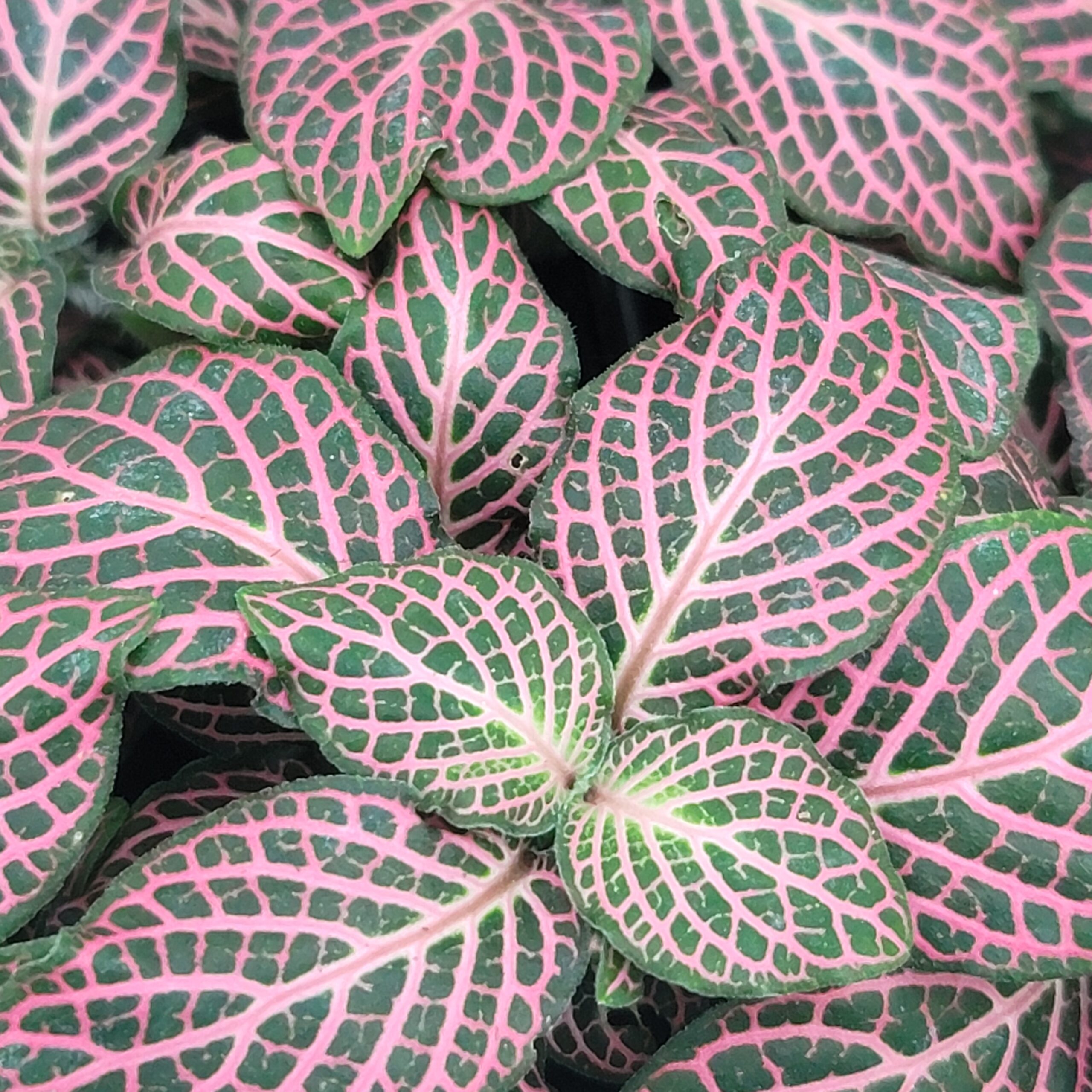 Fittonia albivenis 'pink nerve plant'