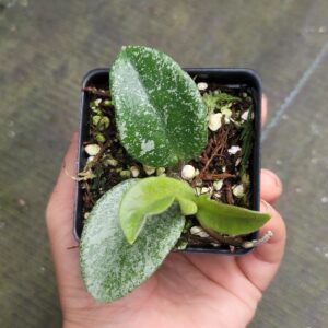 Hoya carnosa 'Nova Ghost'